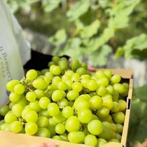 ✳︎✳︎✳︎ こんにちは😃キラリブルワリーです。  先日、山鹿産シャインマスカットを使った『シャイントロピカル』を仕込みました。…