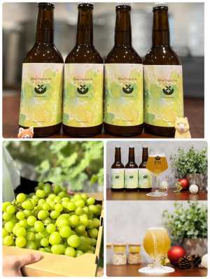 こんにちは♪キラリブルワリーです✨ ✳︎ 今年もシャイントロピカルエールができました！ ホップとシャインマスカットを贅沢に使って…